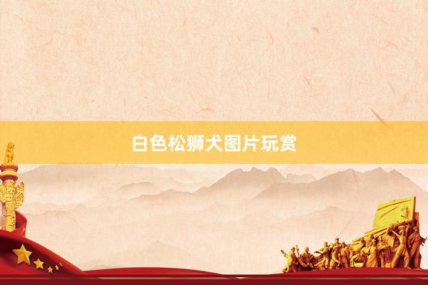 白色松狮犬图片玩赏